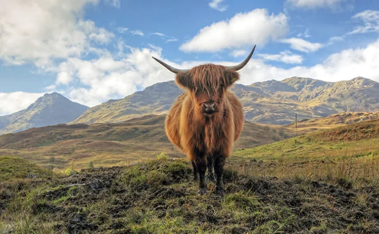 Photo of a Highland Cow against a Scottish mountain backdrop
