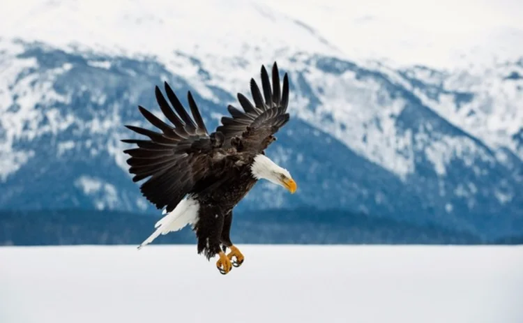 eagle-soaring