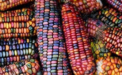 heirloom-corn
