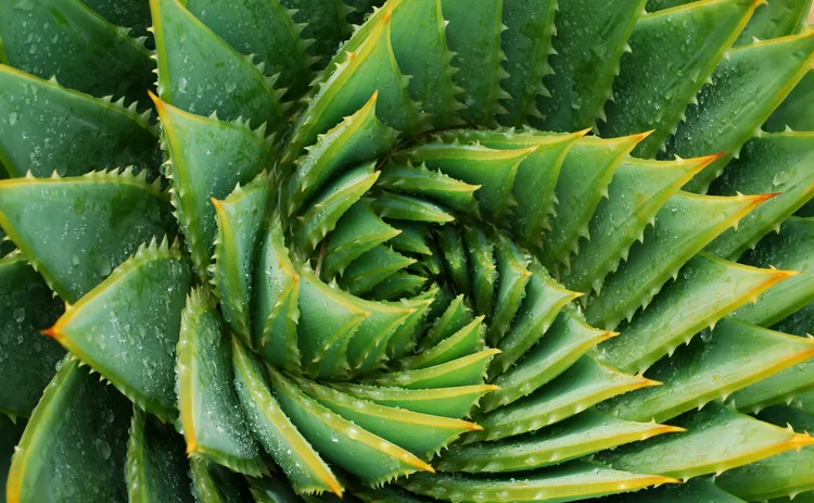 succulent plant