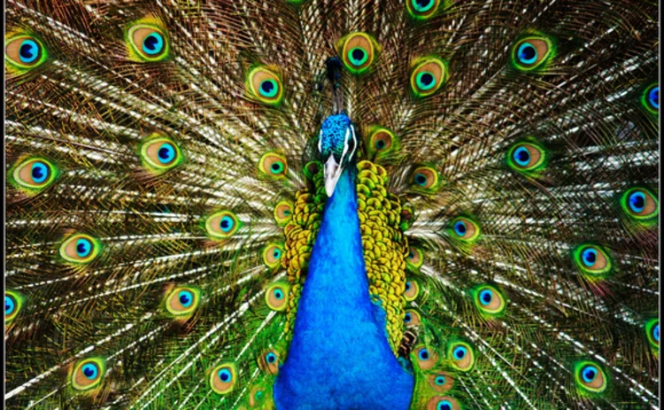 peacock